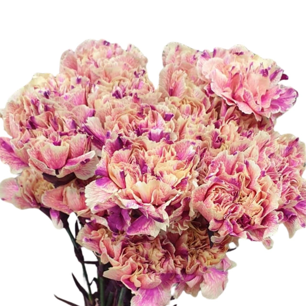 Carnation tinted grapefruit