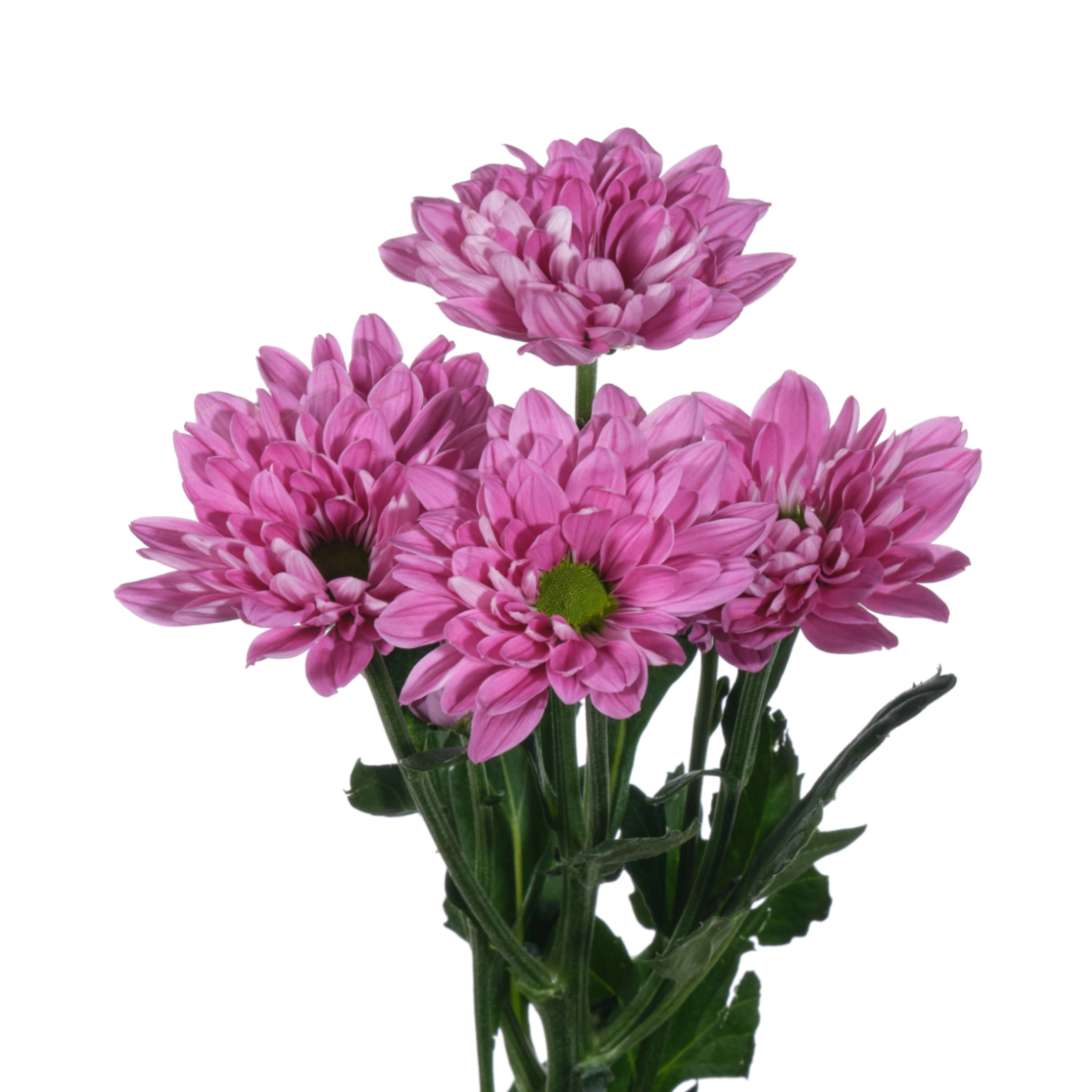 Chrysanthemum spray prada