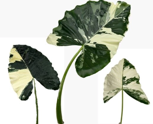 Blad Alocasia bicolor