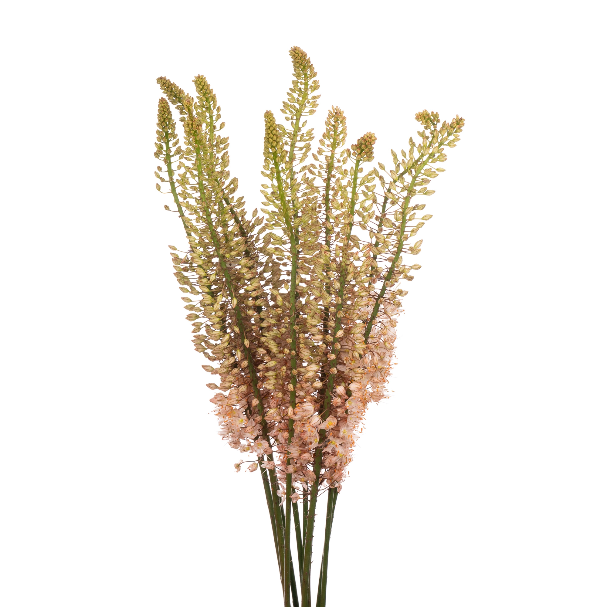 Eremurus shelford pink star