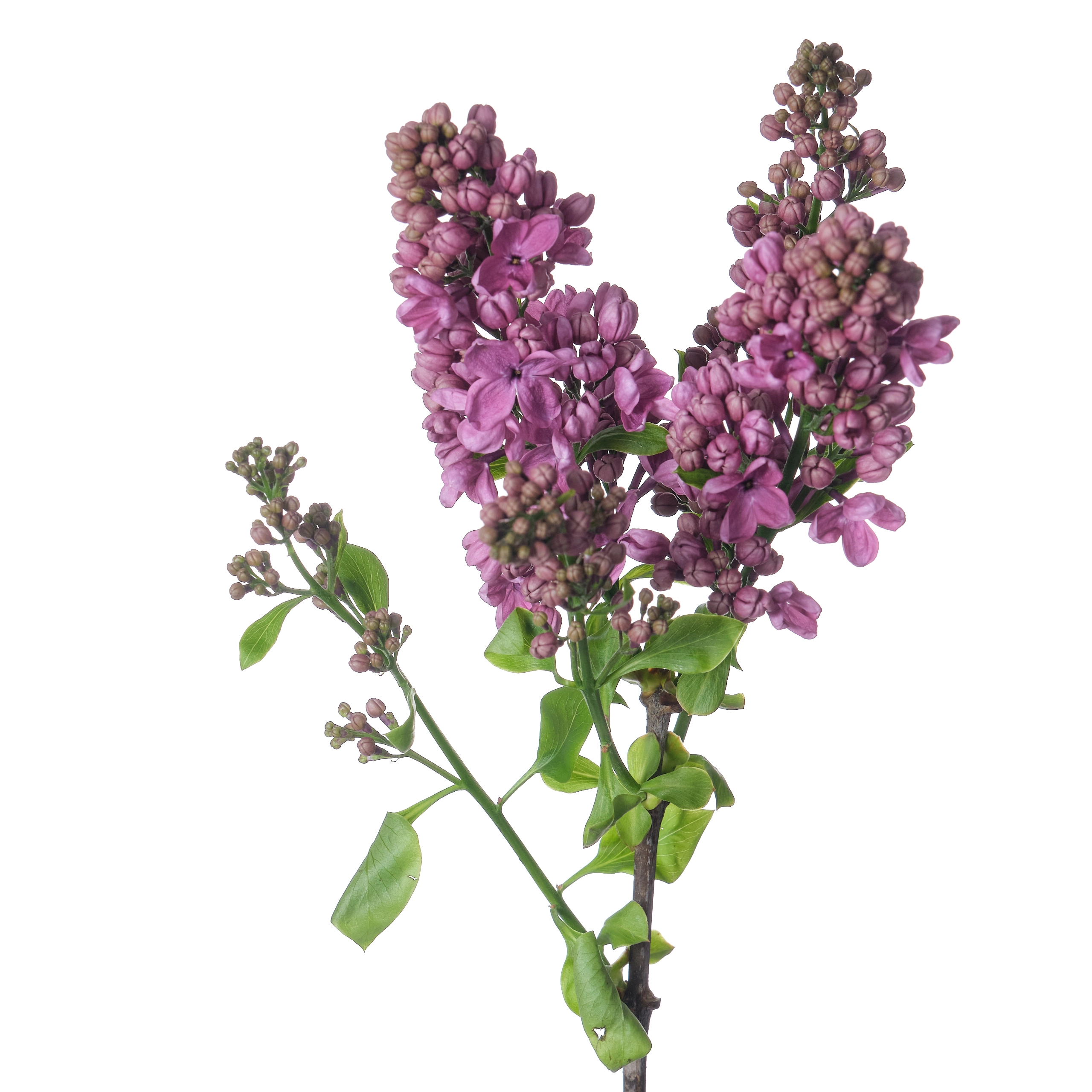 Syringa g.j. baardse