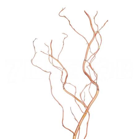 Salix golden curls | Wholesale flowers, plants and supplies Salix golden curls