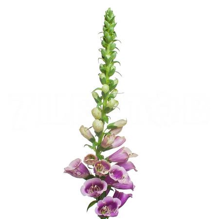 Digitalis camelot rose