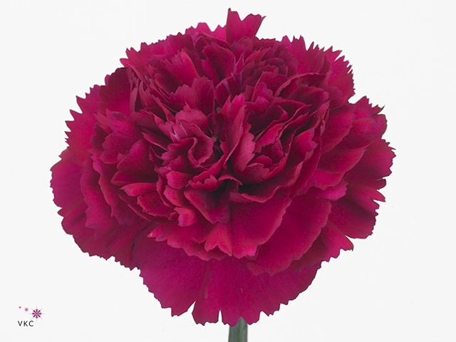 Carnation farieta