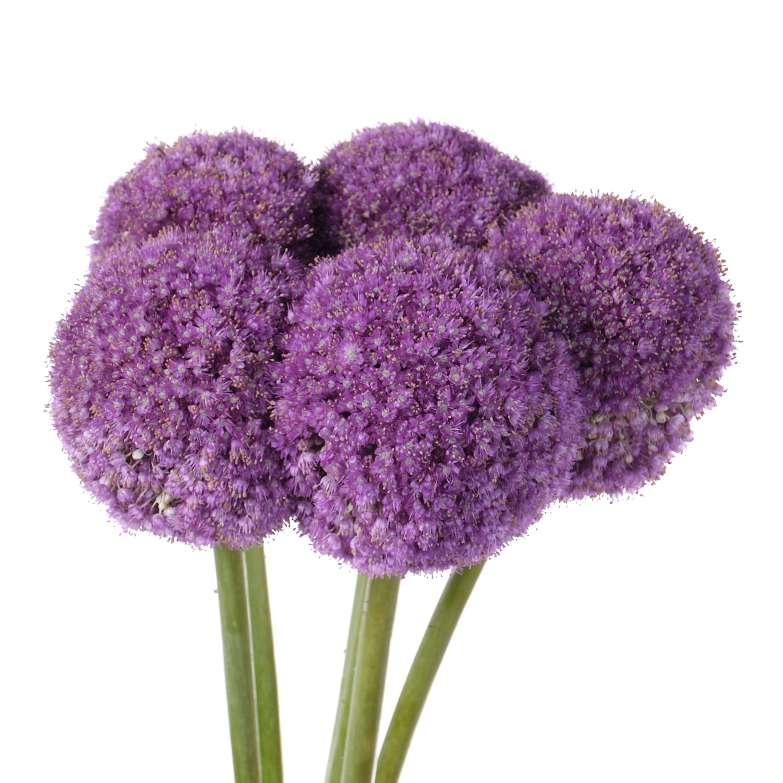 Allium giganteum