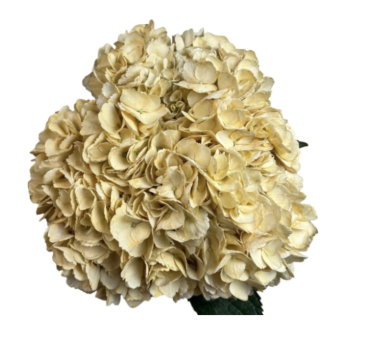 Hydrangea premium vintage