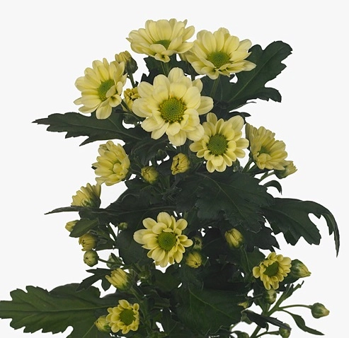 Chrysanthemum santini rossi cream