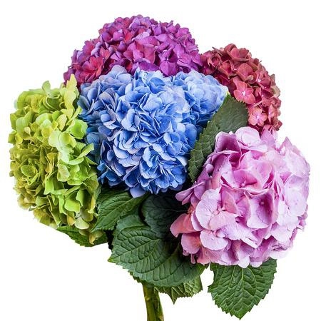 Hydrangea mix