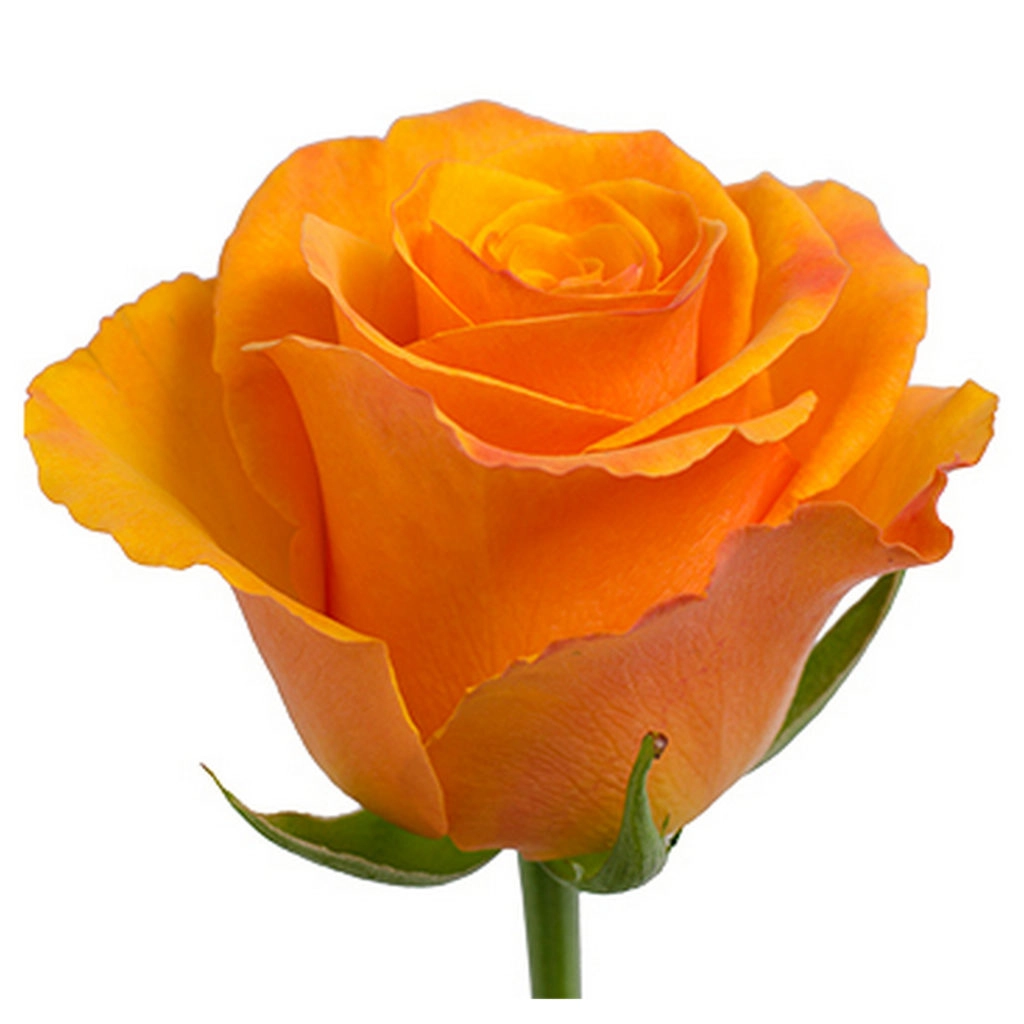 Rose tycoon