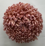 Chrysanthemum single tinted latte