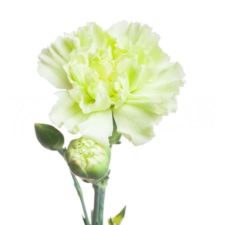 Carnation spray green jade