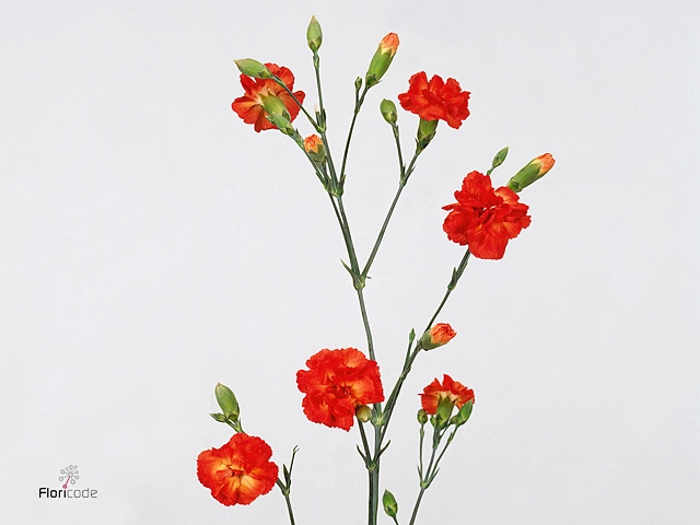 Carnation spray ivana dark orange