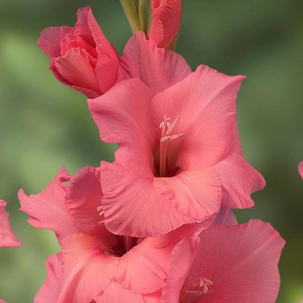 Gladiolus fortarosa