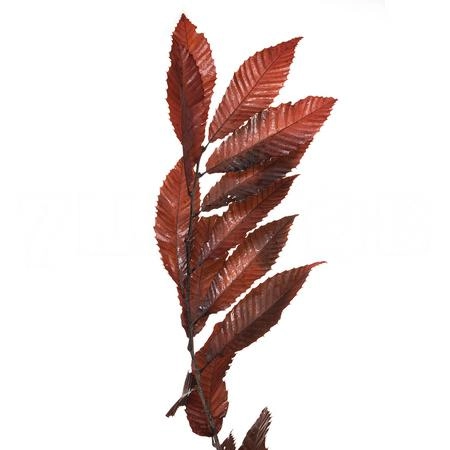 Blad Fagus preserved