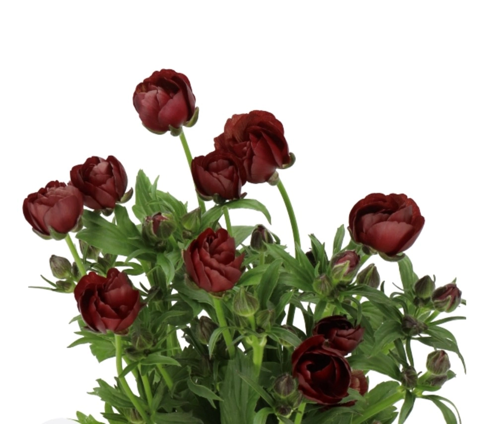 Ranunculus chocolade