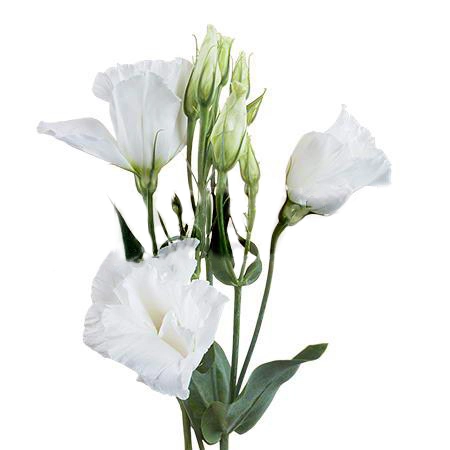 Eustoma double arena kilimanjaro