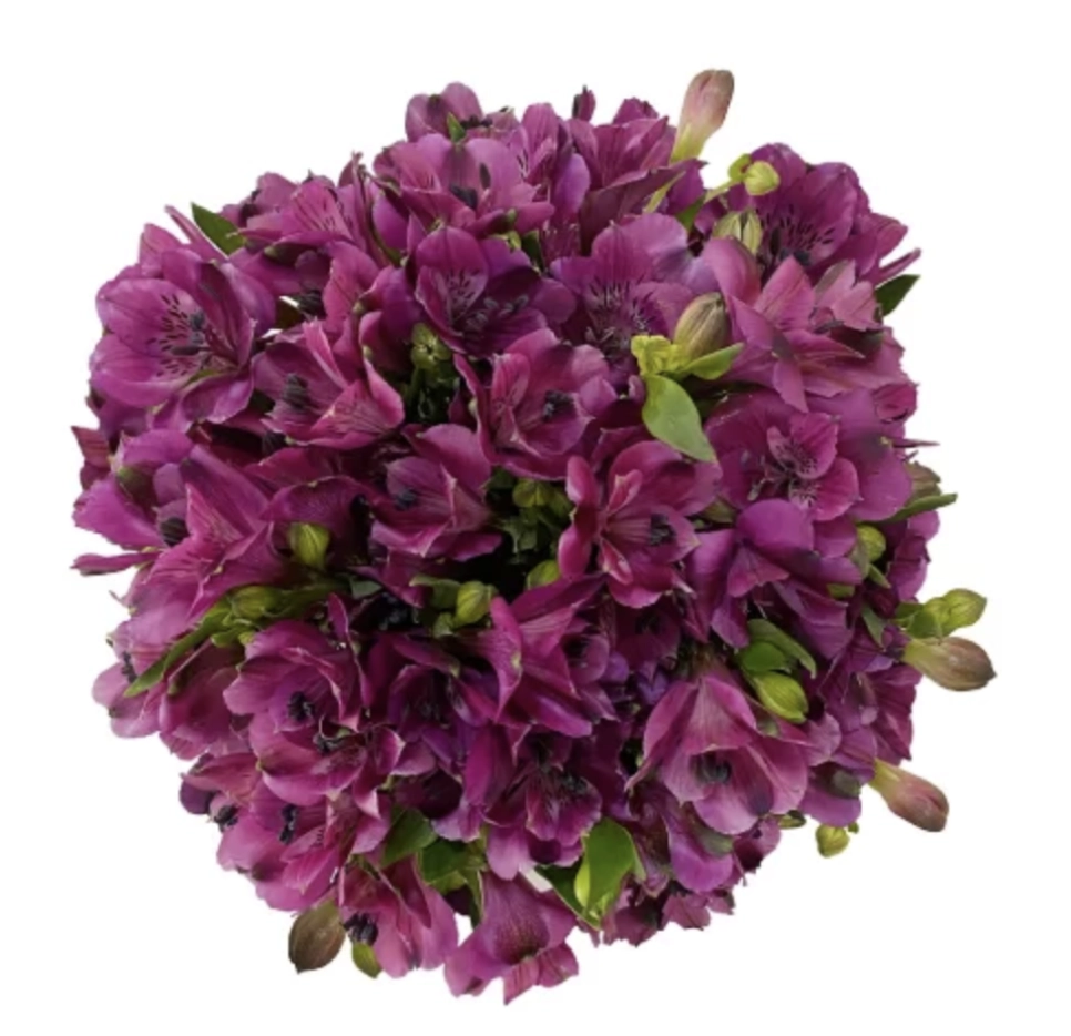 Alstroemeria hot purple