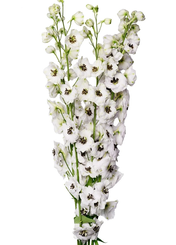 Delphinium rocket white