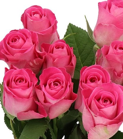 Rose h3o | Wholesale flowers, plants and supplies Rose h3o