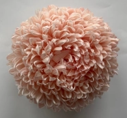 Chrysanthemum tinted light pastel pink