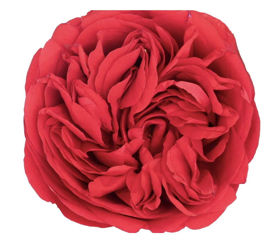 Rose garden romance