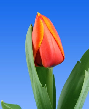 Tulip enkel triple a