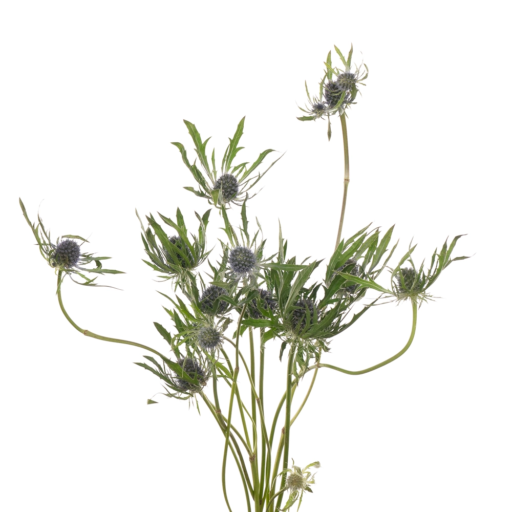 Eryngium blue