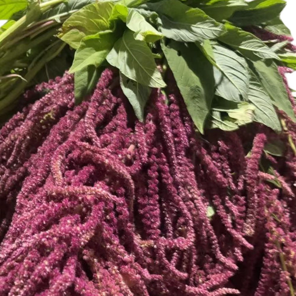 Amaranthus red antique