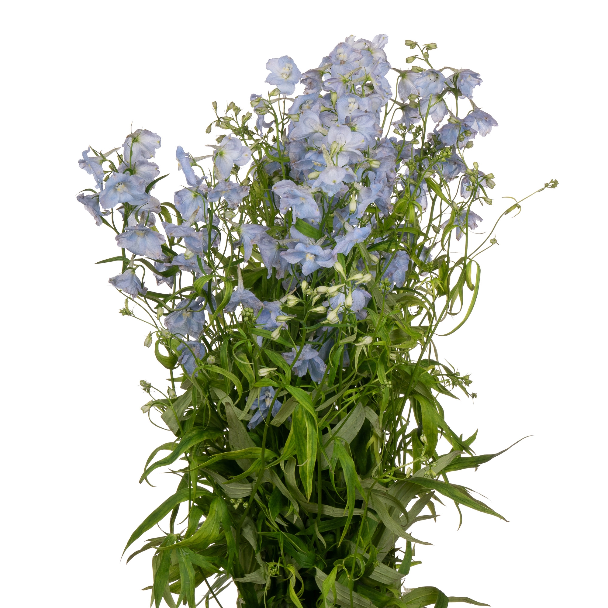 Delphinium ballkleid