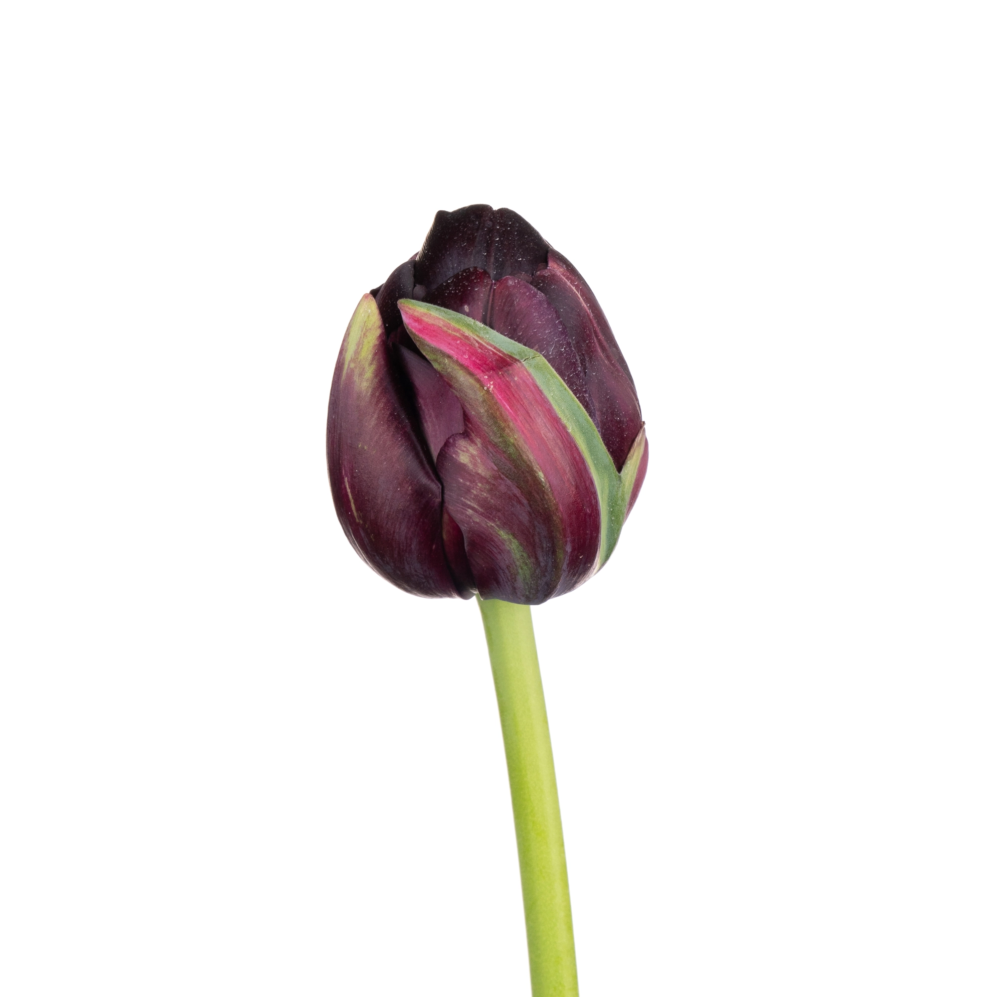 Tulip double black hero