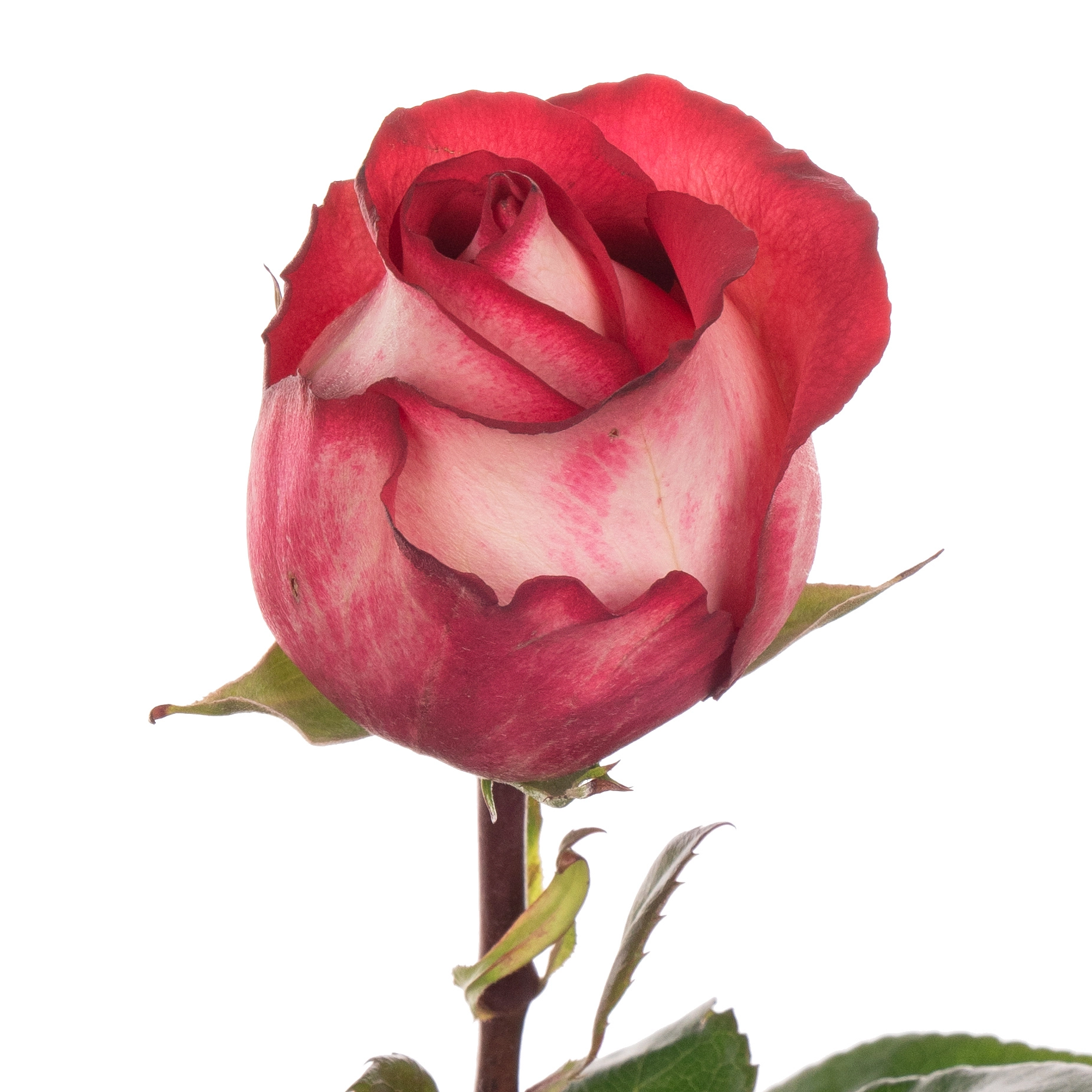 Rose iguazu