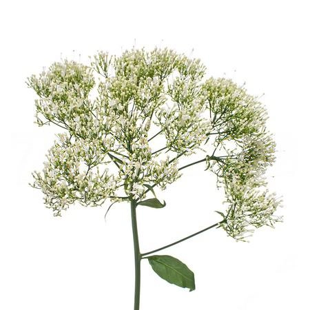 Trachelium white lake michigan | Wholesale flowers, plants and supplies Trachelium white lake michigan