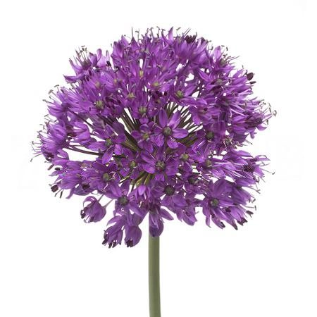 Allium purple sensation