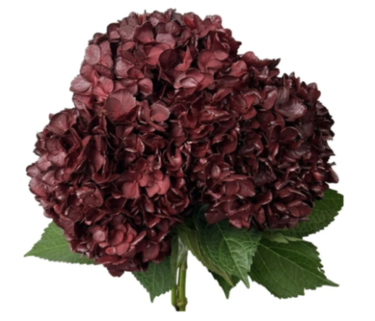 Hydrangea jumbo burgundy