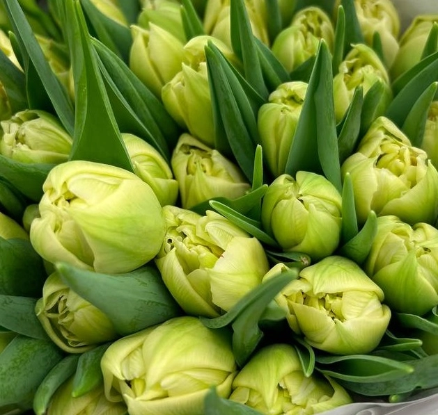 Tulip double mondial | Wholesale flowers, plants and supplies Tulip double mondial