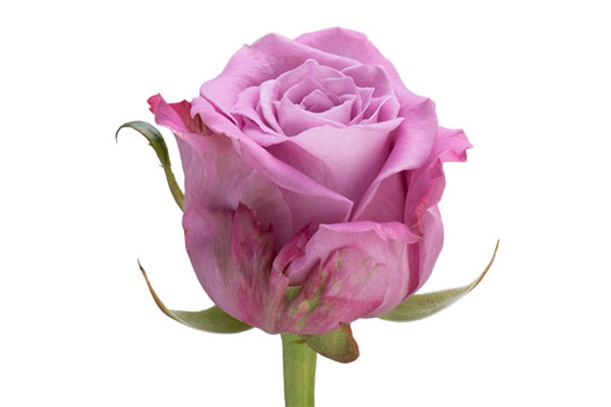 Rose maritime