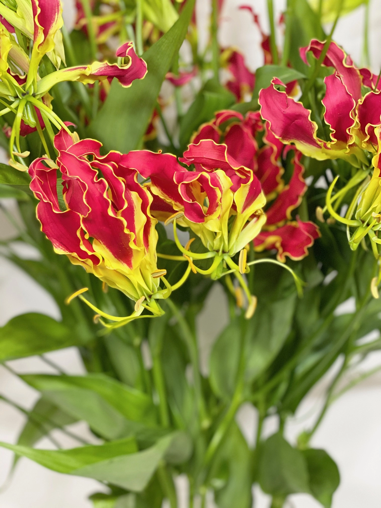 Gloriosa southern wind