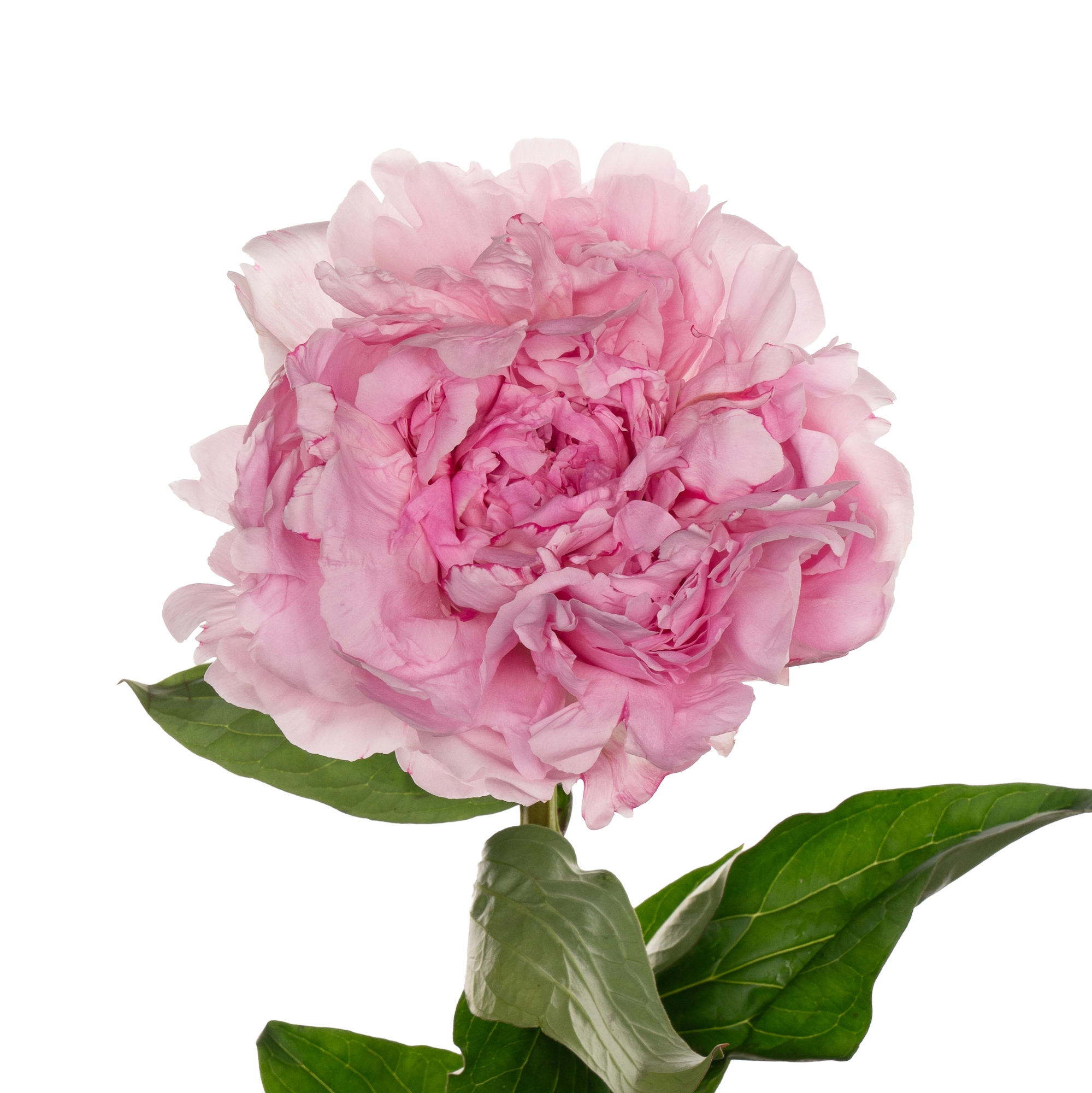 Paeonia pillow talk