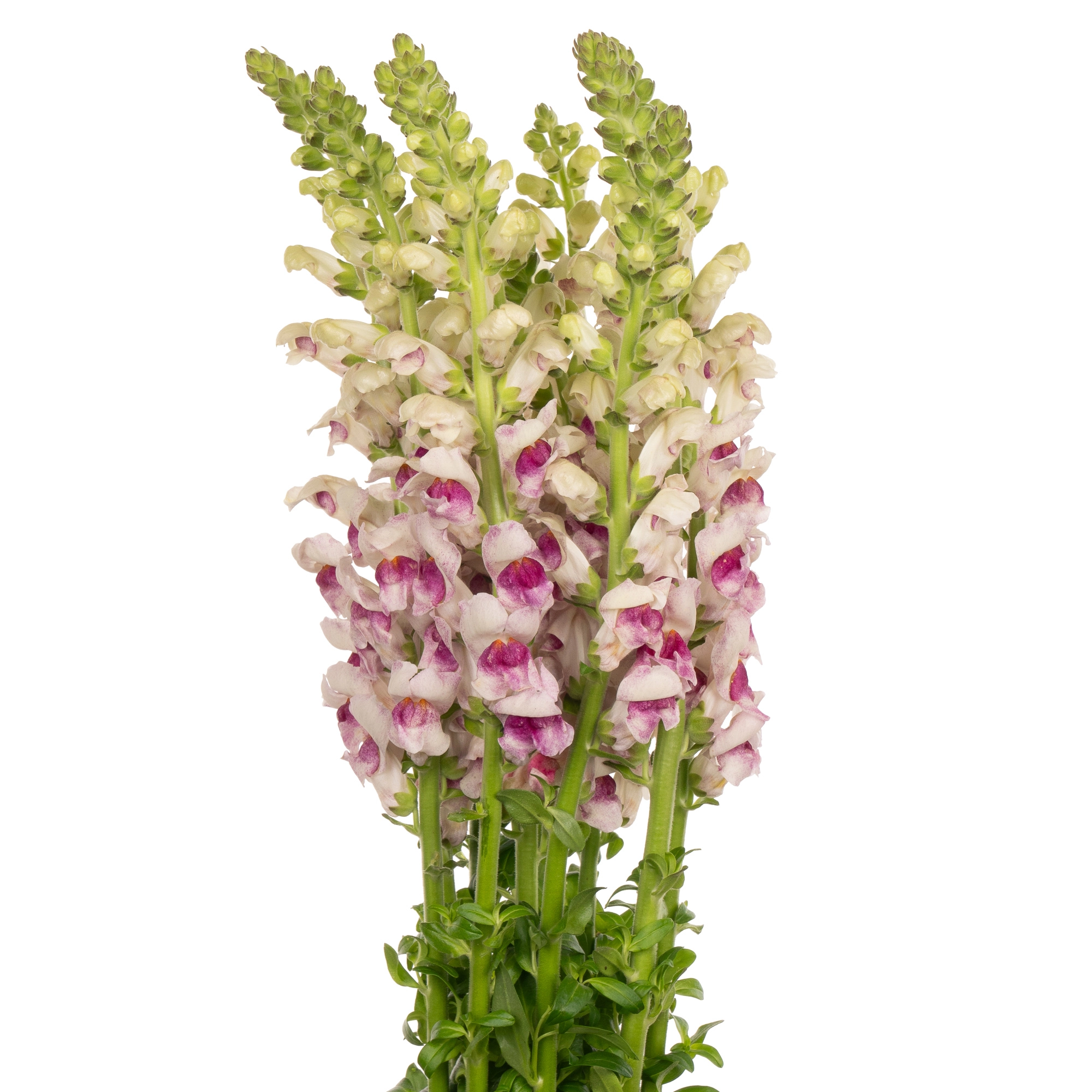 Antirrhinum bicolor pink