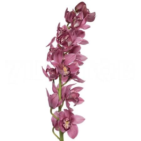 Cymbidium australian pink