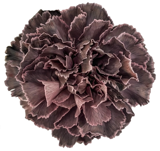 Carnation tinted fiery blush