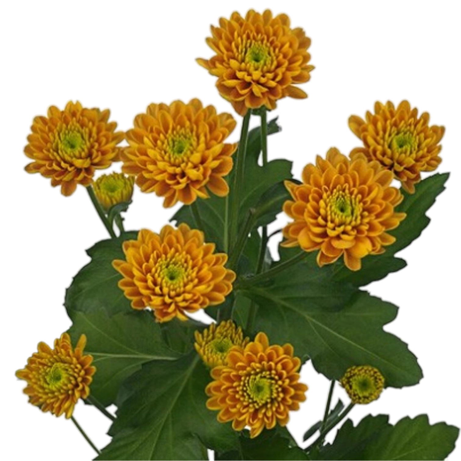 Chrysanthemum spray joni