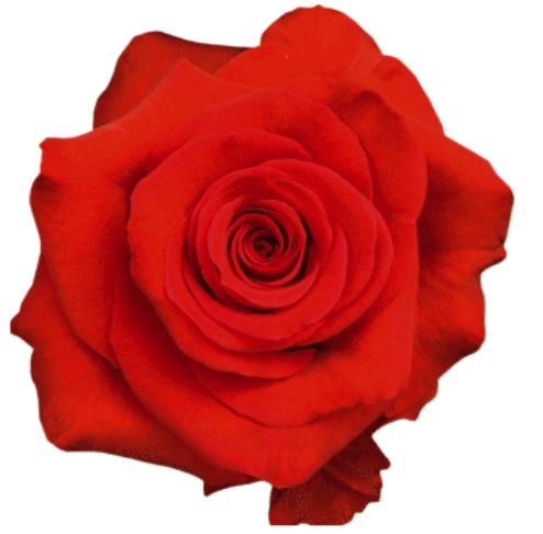 Rose orange bowl | Wholesale flowers, plants and supplies Rose orange bowl