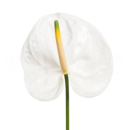 Anthurium adina | Wholesale flowers, plants and supplies Anthurium adina