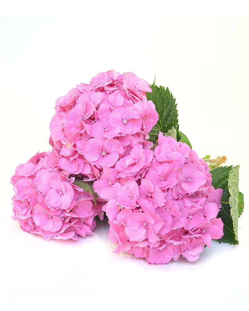 Hydrangea elbtal pink | Wholesale flowers, plants and supplies Hydrangea elbtal pink