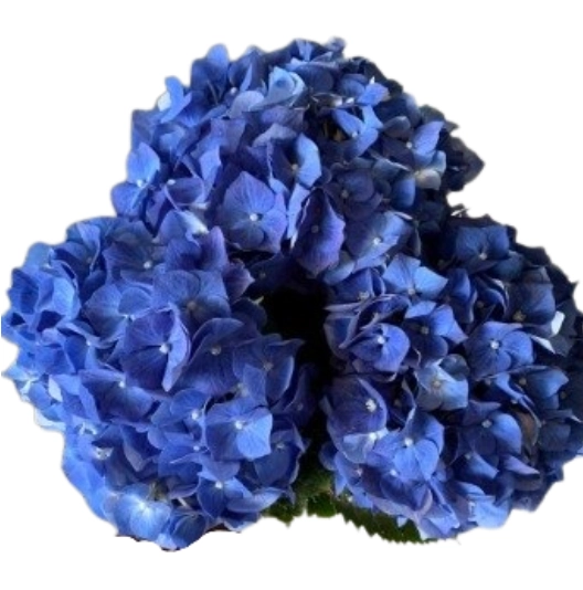 Hydrangea bela blue