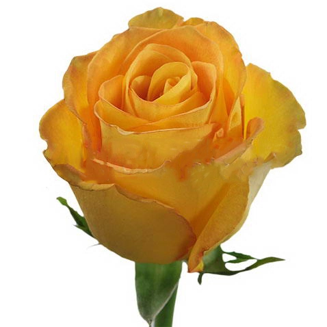 Rose kerio+
