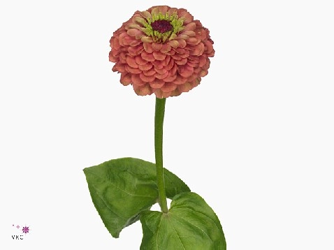 Zinnia queen red lime