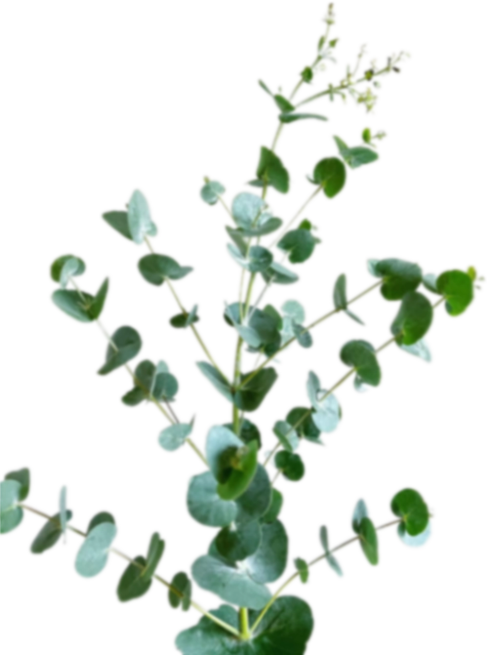 Blad Eucalyptus spray cinerea