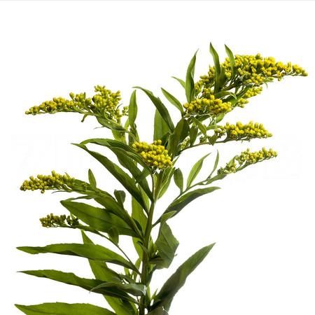 Solidago carzan glory